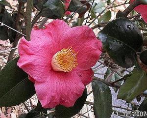 camellia.jpg