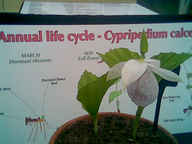 cypripedium.jpg