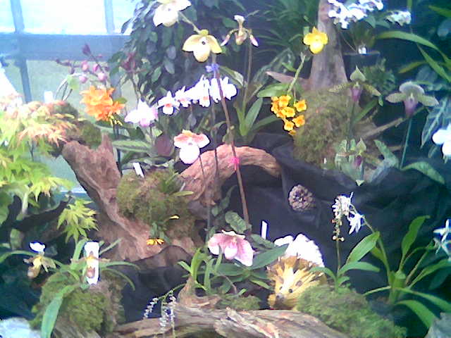 plestedorchids.jpg