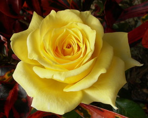 yellowcoloredrose.jpg
